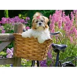 Ravensburger Puzzle Erwachsenenpuzzle 100 XL-Teile - Süßer kleiner Hund, Puzzleteile