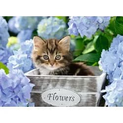 Ravensburger Puzzle Kleine Katze, 300 Puzzleteile bunt