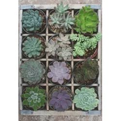 Ravensburger Puzzle Erwachsenenpuzzle 300 Teile - Green, Puzzleteile