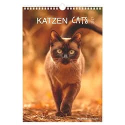 NEUMANN Wandkalender Katzen 2027